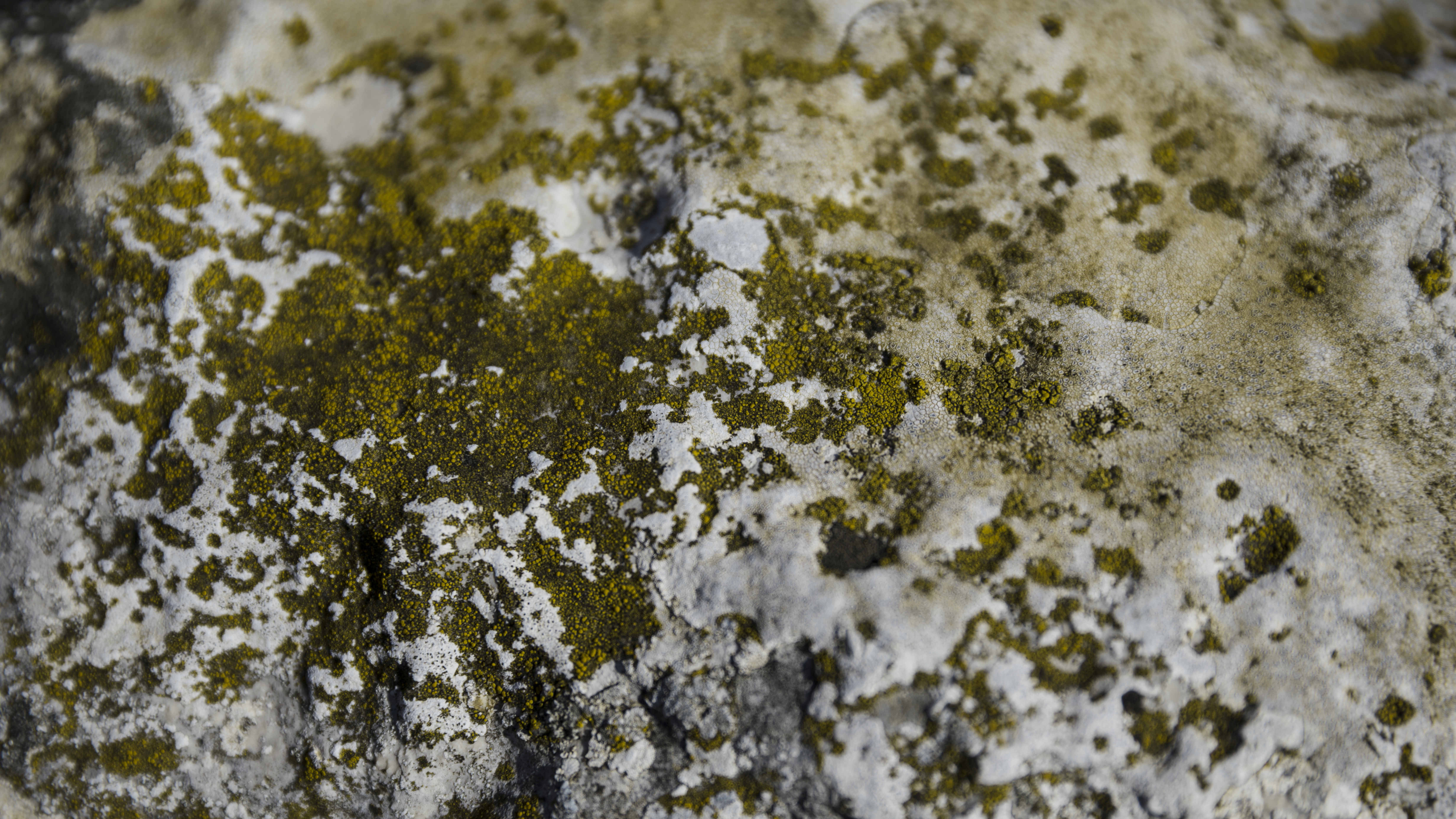 Green Mould On A Rocky Surface